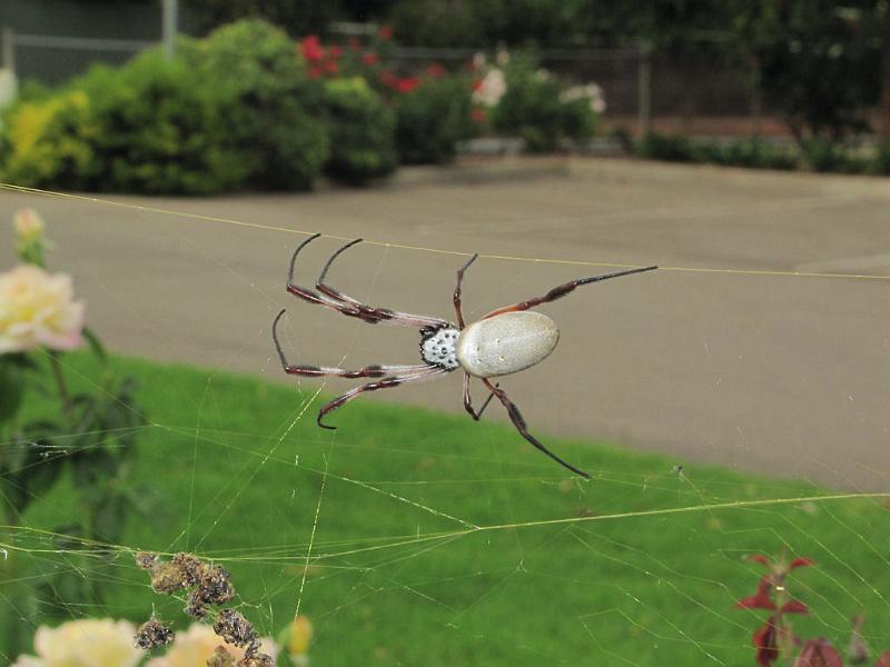 Nephila_edulis_D7356_Z_90_Oaklands Park_Australie.jpg